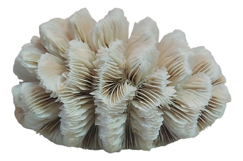 Rdf06097 - Escultura Coral Marinho