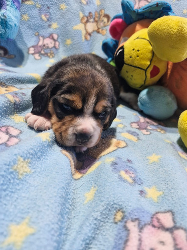 Cachorros Beagle