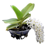 Rhynchostylis Gigantea Alba * Muda *