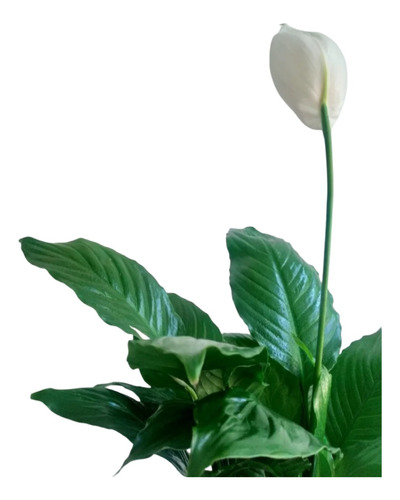Planta De Interior Spathiphyllum + Maceta Premium Grande