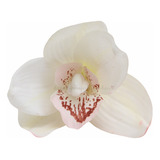 6 Anel Porta Guardanapo Orquídea Branca Cimbidium Cymbidium