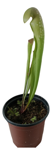 Planta Carnivora Sarracenia Minor Maceta9