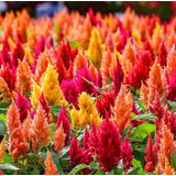 Semillas De Flor Celosia Plumosa, Celosia Argentea