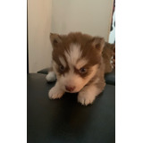 Hermosos Husky Siberiano 100% Puros Con Certificado