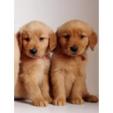 Cachorros Golden Retriever Gorditos 