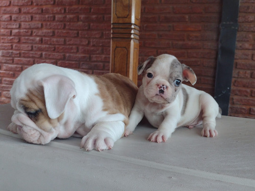 Cachorro Bulldog Francés 