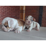 Cachorro Bulldog Francés 