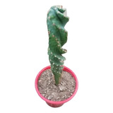 Cactus Espiralado Mini