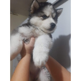 Huskys Siberiano Filhote Wolly