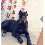 Cachorros Cane Corso