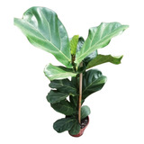 Ficus Pandurata 