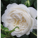 100 Semillas De Rosas Blancas Aromáticas Más Envío Gratis!!