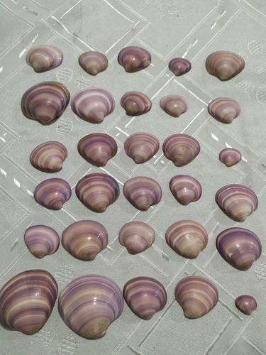 30 Almejas Purpura De La Costa Concha Marino Caracol Lote 2