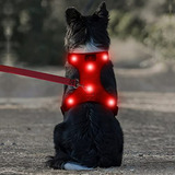 Arnes De Seguridad Led Para Perros, Recargable