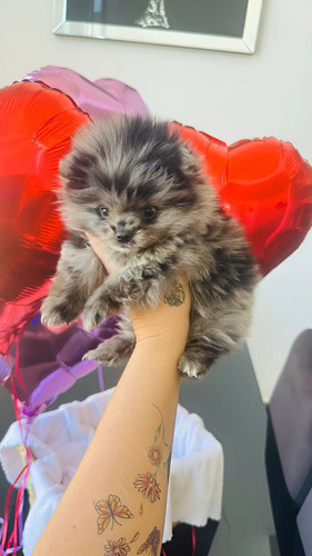 Pomerania Merle Exotico Unico Vip Garantizados Y Más Pome | Meses sin interés