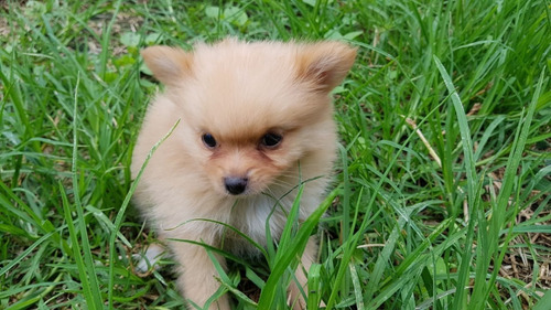 Perros Cachorros Pomerania Mini Lulu Spitz En Venta Palmira