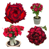 18 Sementes Rosa Do Deserto Kit Vermelhas (variadas) Adenium