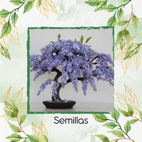 800 Semillas De Bonsái Jacaranda Caucana