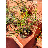 Euphorbia Tirucalli - Aveloz - Lechero - Suculenta M 3 Lts