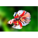 Betta Koi 2 Machos + 3 Fêmeas 