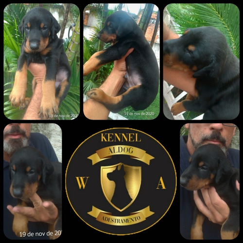 Filhote De Dobermann (kennel Aldog W.a)