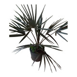 1 Muda De Palmeira Azul - Bismarckia -lindo Ornamental