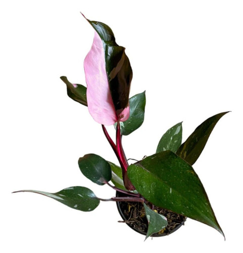 Philodendron Pink Princess | Planta Exótica