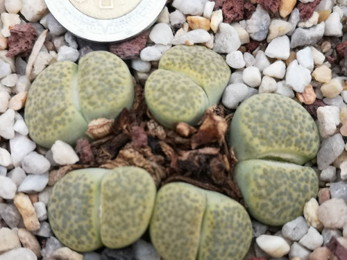 Lithops Fulviceps ´aurea´ 30 Semillas