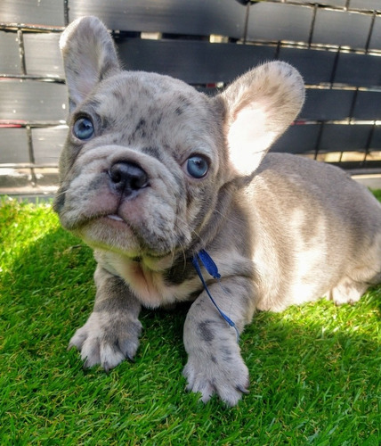 Cachorro Bulldog Francés Lilac Merle. Con Adn. 