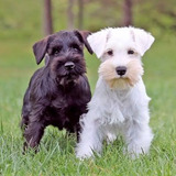   Schnauzer     Blanco O Negro Hacemos Envios .