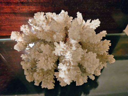Coral Natural Para Pecera O Adorno (no Envio, Ver Fotos)