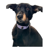 Collar Perros Cuero Veggie (salchicha, Bulldog, Galgo)