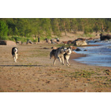 Perfecto Husky Pedigri Chip Garantía Total 17