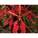 Orquídea Renanthera Coccinea  ( Muda )