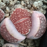 1 Lithops Julii Cv Harlekin (cactus Piedra/suculentas)