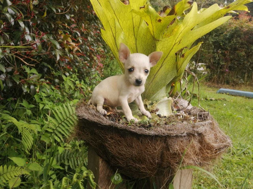 Cachorro Chihuahua Macho