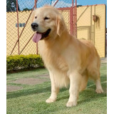 Filhotes De Golden Retriever Com Procedência/ Contrato 