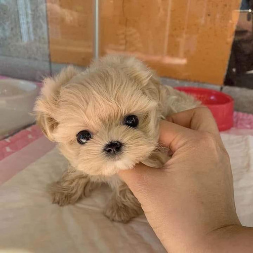 Lindos Maltipoo Tea Cup