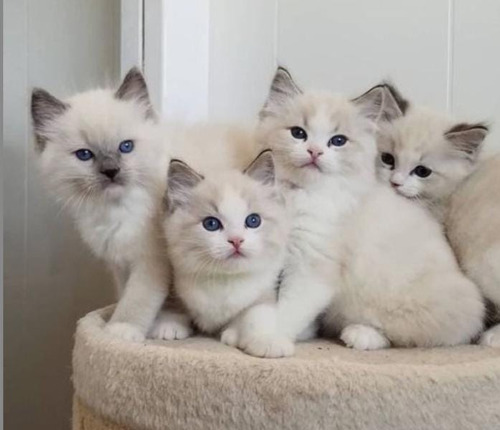 Gatos Raza Ragdoll Bicolor  Hembra Y Macho Medellin ,bogota 