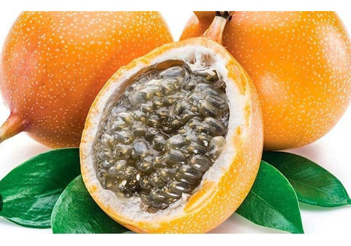 1 Enredadera De Granadilla (de Moco) Real Fruta Deliciosa 