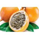 1 Enredadera De Granadilla (de Moco) Real Fruta Deliciosa 