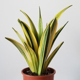 Planta De Sansevieria Golden Flame Amarilla Colección Lengua