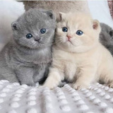 British Shorthair Filhotes E Femea E Machos