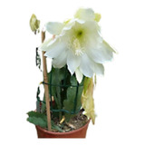 Cactus Orquidea Jd Plantas