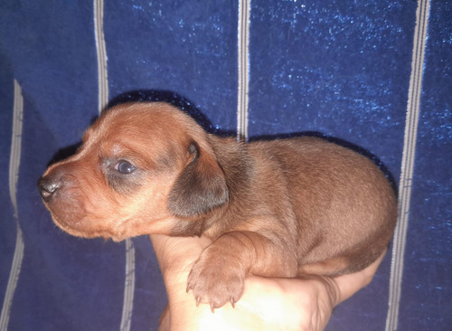 Cachorros Salchi Mini Para Reserva