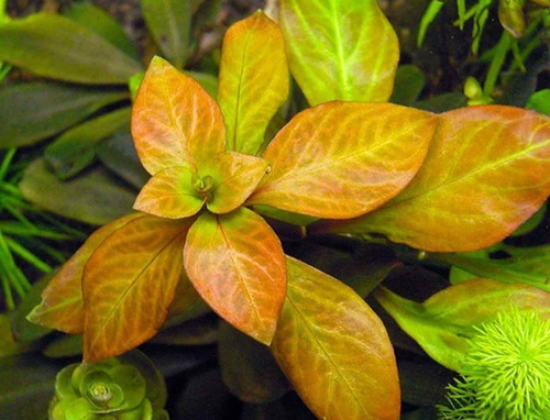 Ludwigia Ovalis Miq.