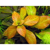 Ludwigia Ovalis Miq.