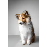 Perros Pastor Shetland Cachorros Sheltie Con Registro 