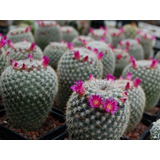 Planta Cactus Mammillaria Halbingeri Exótico Flor Rosa