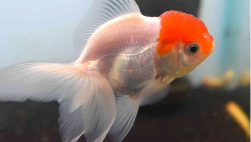 Goldfish Red Cup Chico Oferta En Mundo Acuatico